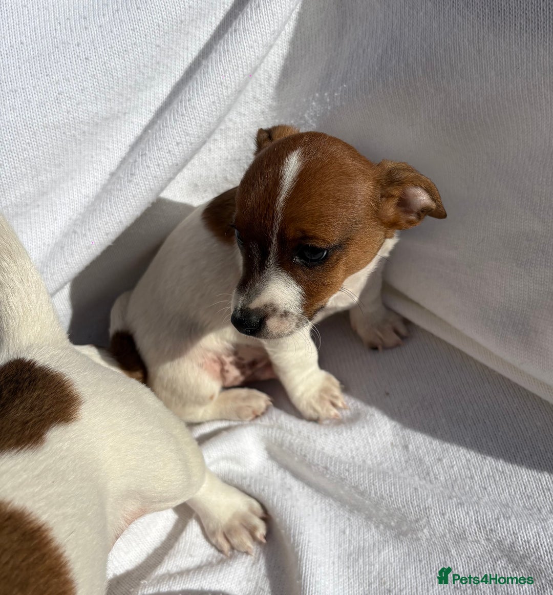 Jack Russell dogs for sale: Jack Russell puppies  - Image 5