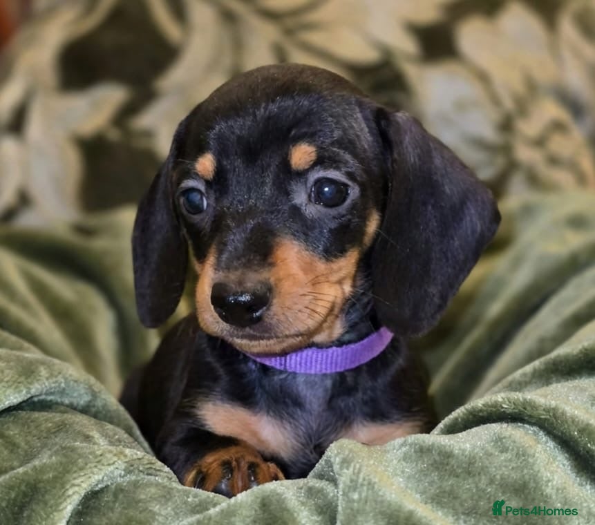 Miniature Dachshund dogs Beautiful Dachshund Puppies  - Advert 7