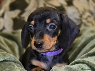 Miniature Dachshund dogs Beautiful Dachshund Puppies - Advert 7