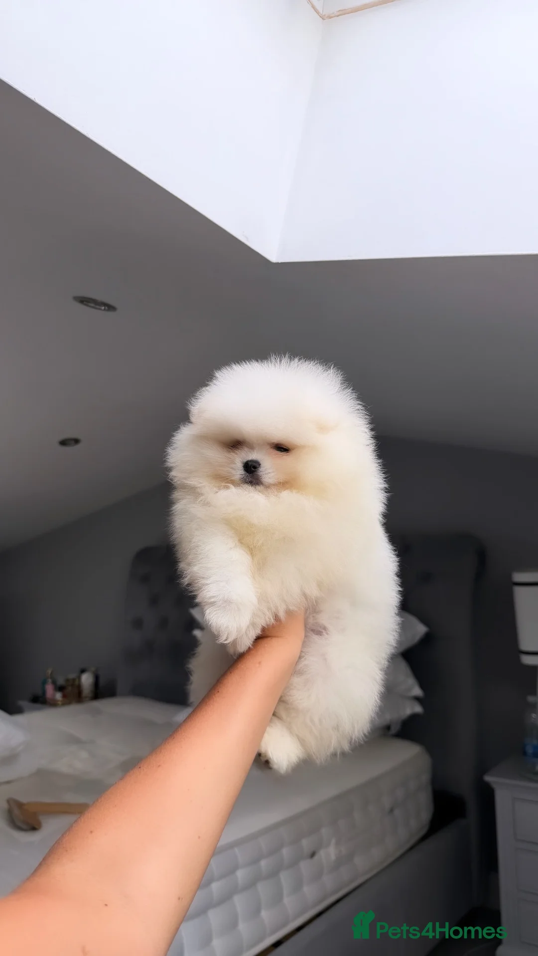Pomeranian dogs for sale: SHOW QUALITY KOREAN WHITE POMERANIAN PUPPIES  - Advert 1