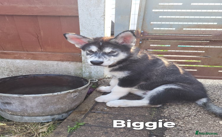Alaskan Malamute dogs - Advert 1