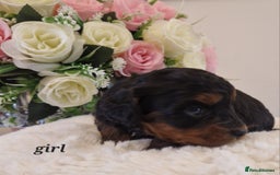 Doxiepoo dogs for sale: Daxipoo  - Image 6