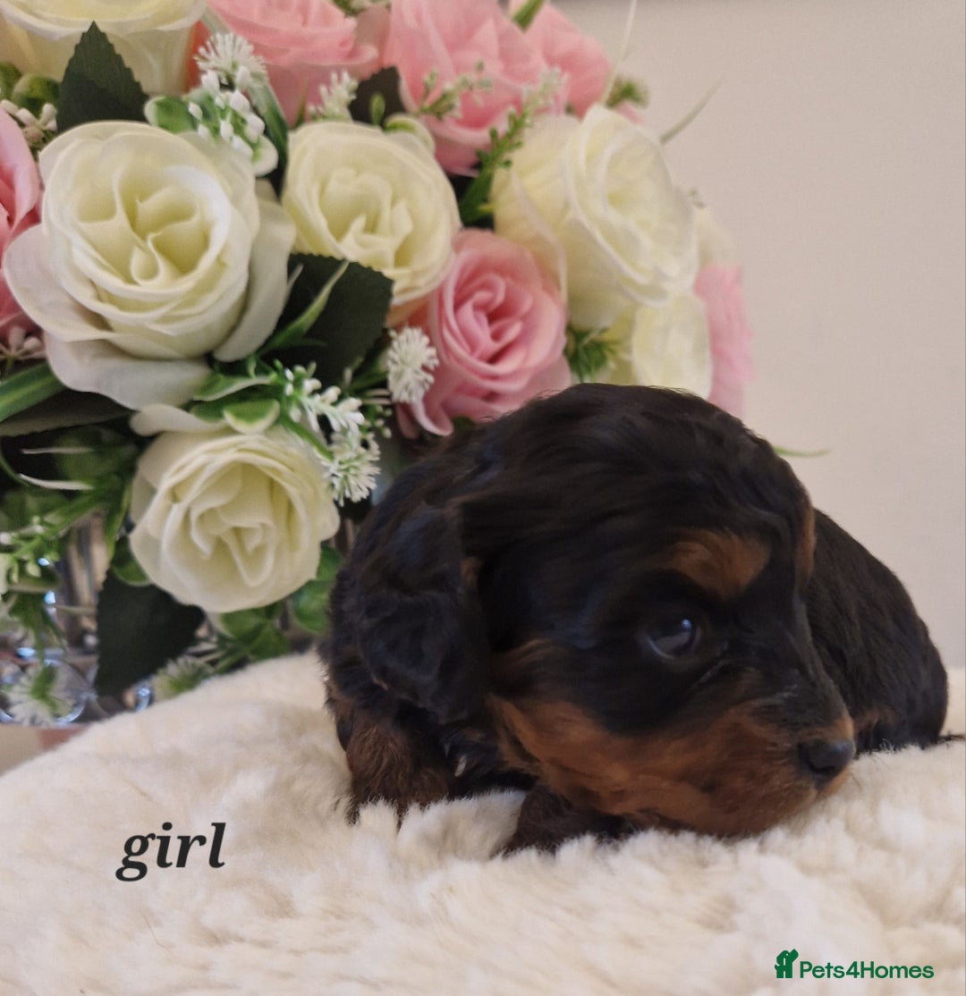 Doxiepoo dogs for sale: Daxipoo  - Image 6