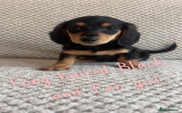 Miniature Dachshund dogs for sale: 1 boy 1 girl long haired ** - Image 15