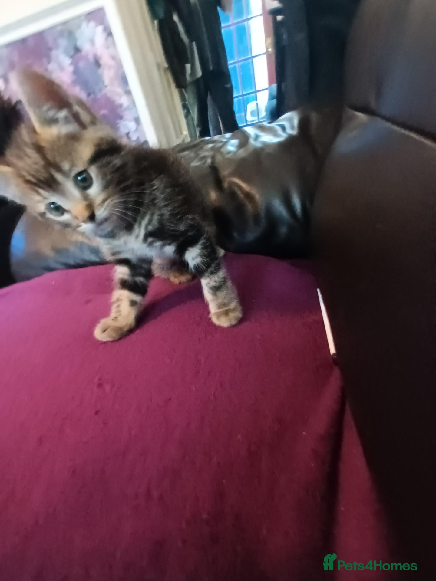 British Shorthair cats British short hair/black ghost tabby - Advert 2