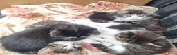 Mixed Breed cats for sale: 5 Beautiful Kittens For Sale!!!!! - Advert 2