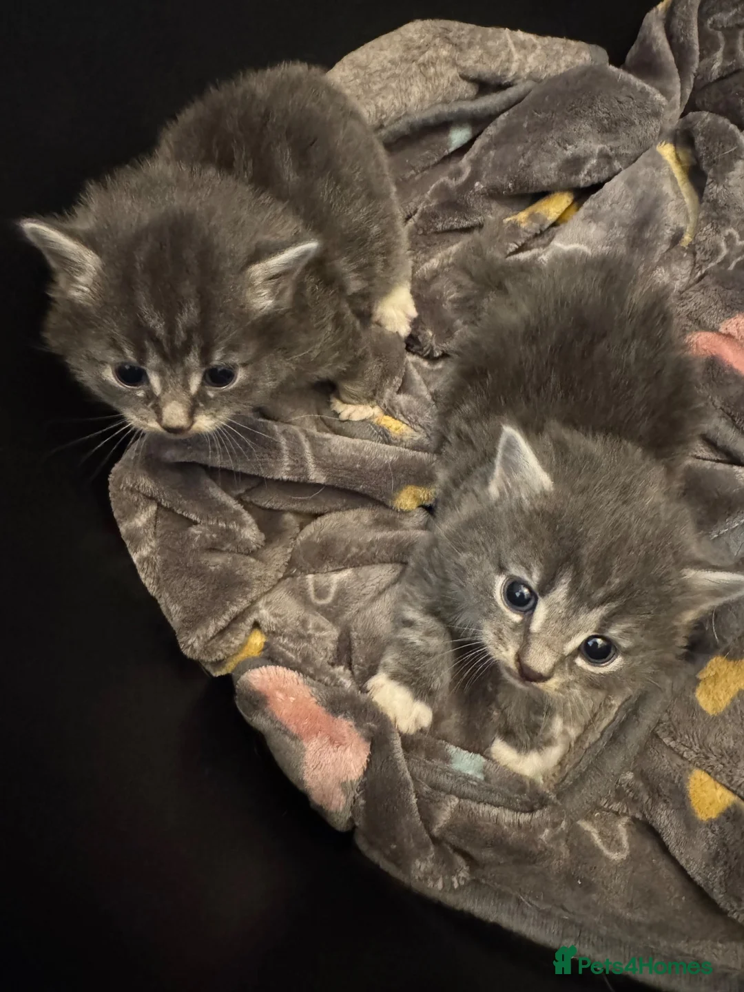 Domestic Shorthair cats for sale: Friendly Kittens Looking for Their Forever Homes  - Advert 2