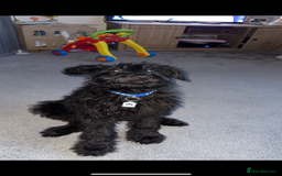 Labradoodle dogs for sale: Fin the labradoodle puppy (7months) - Image 6
