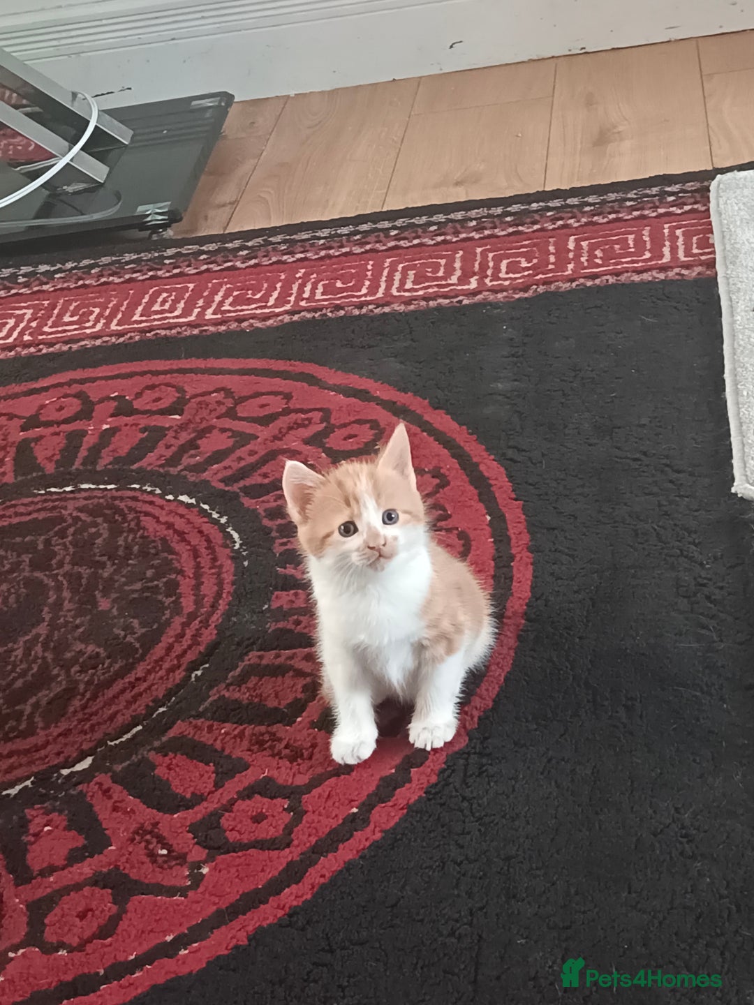 Mixed Breed cats for sale: 8 weeks old beautiful kittens - Image 4