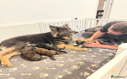 Mixed Breed dogs for sale: Goldendoodle x Blue Sable German Shepard puppies - Advert 2