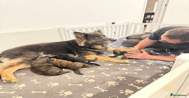 Mixed Breed dogs Goldendoodle x Blue Sable German Shepard puppies - Advert 10