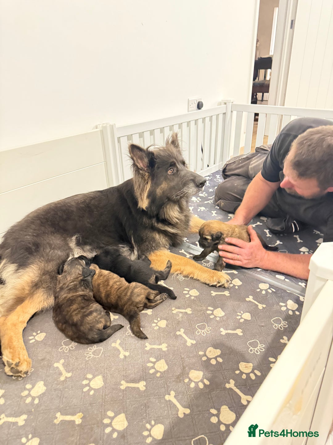 Mixed Breed dogs for sale: Goldendoodle x Blue Sable German Shepard puppies - Advert 2