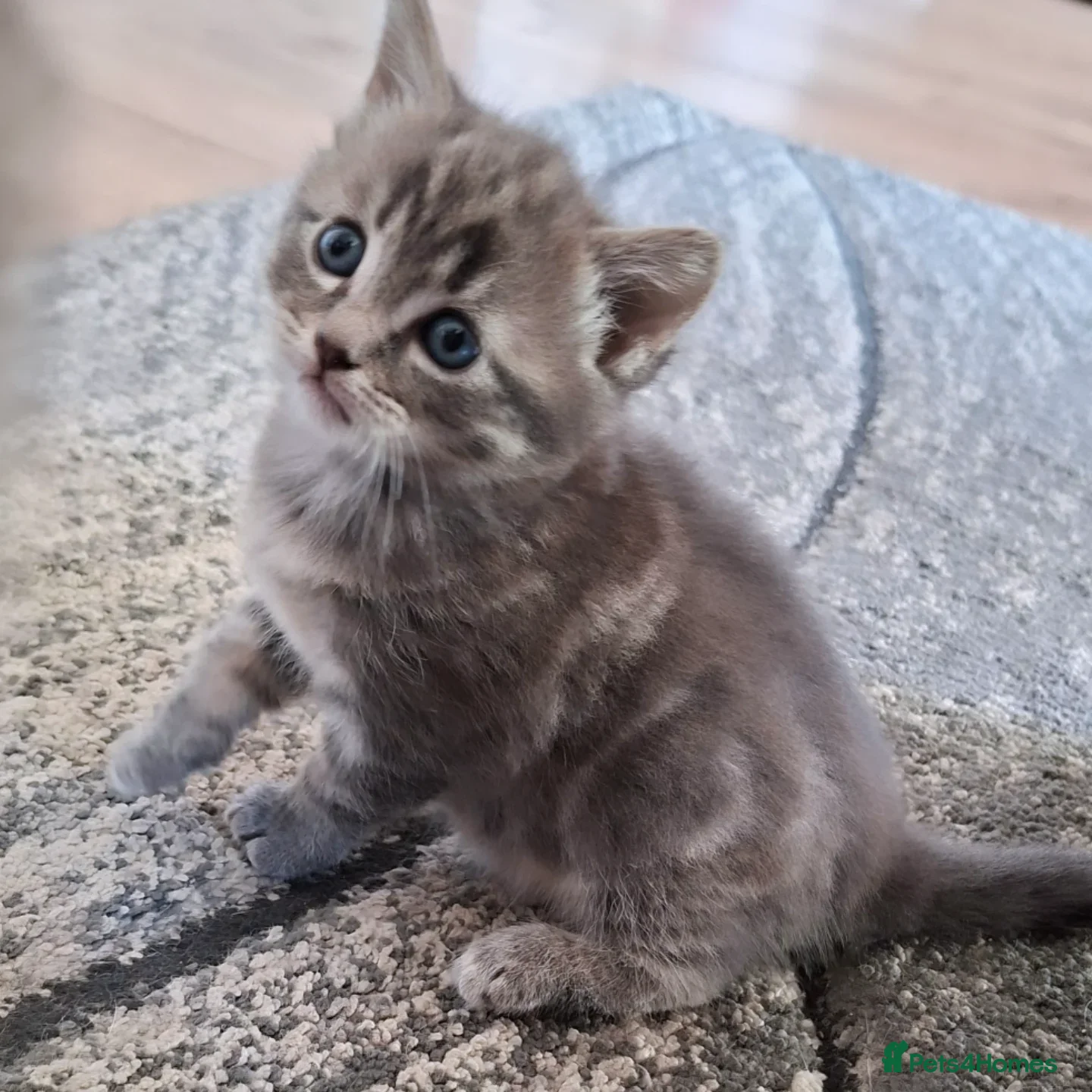 Mixed Breed cats Little girl looking for her new home - Advert 7