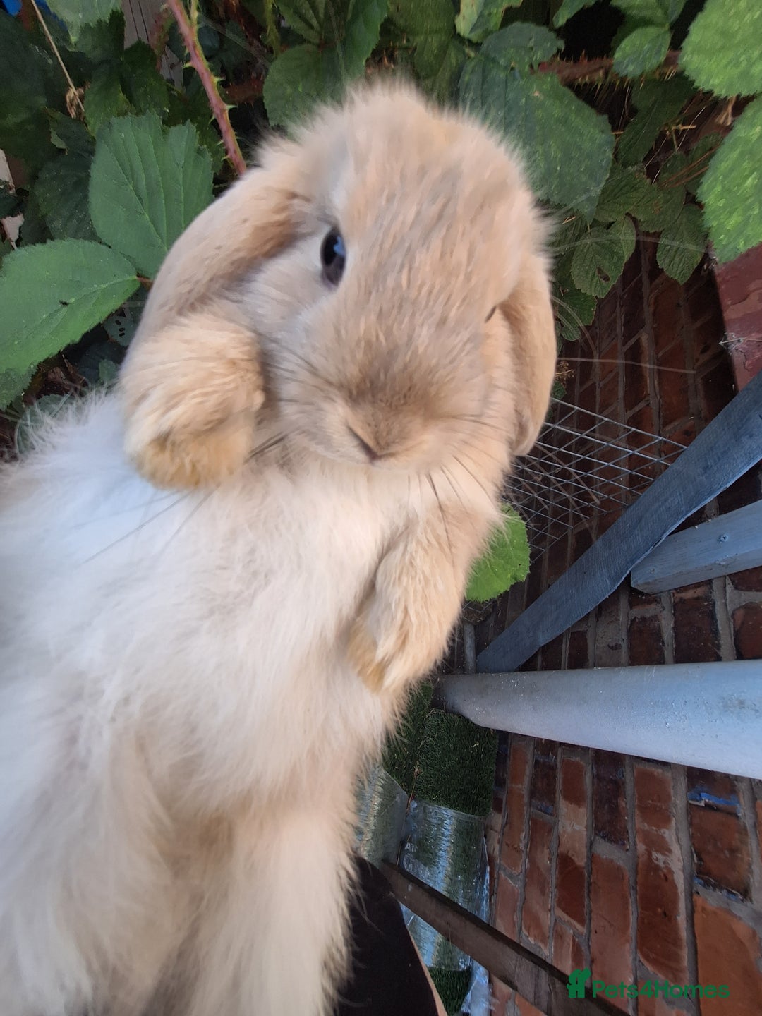 Mini Lop rabbits for sale: Beautiful purebred mini lop eared kits  - Image 12