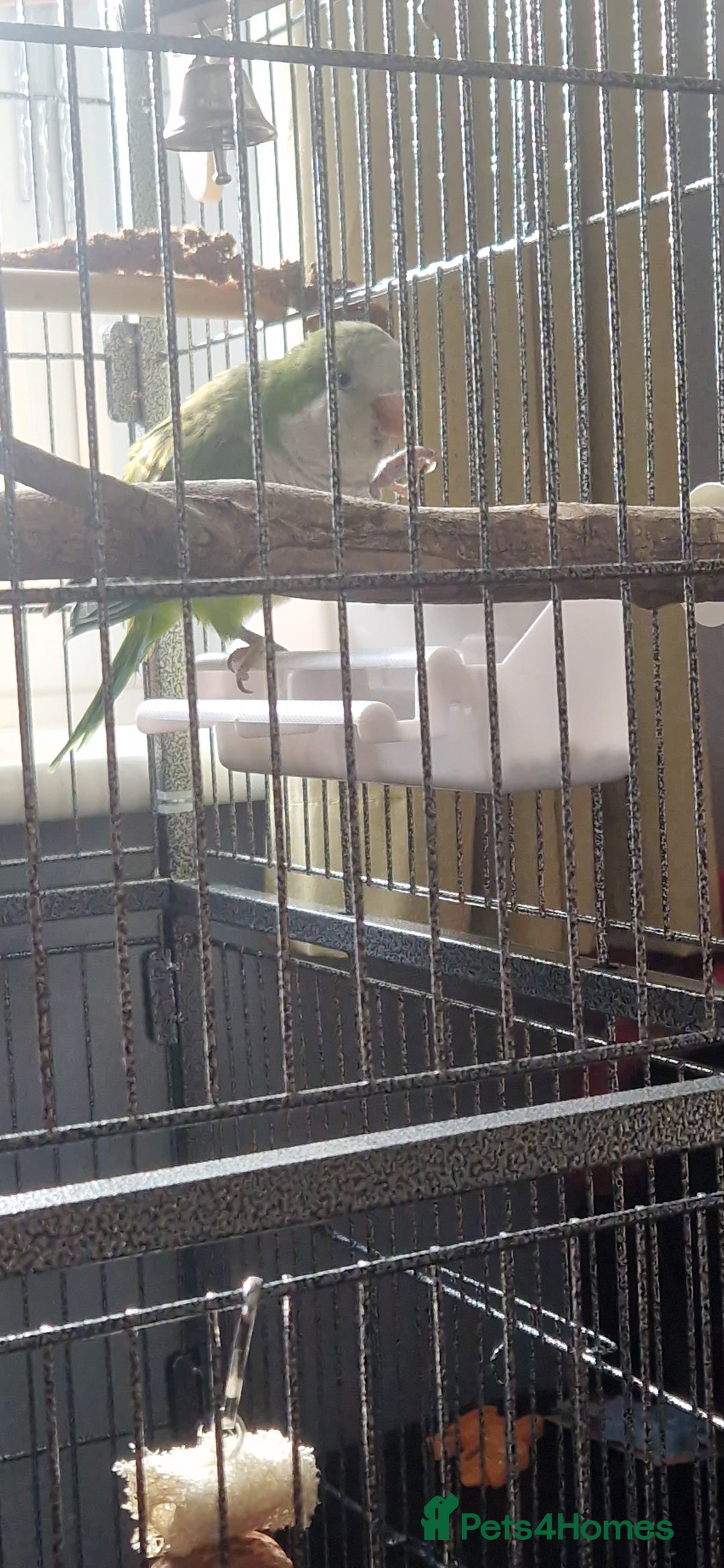 Parrots birds for sale: Quaker parrot  - Image 3