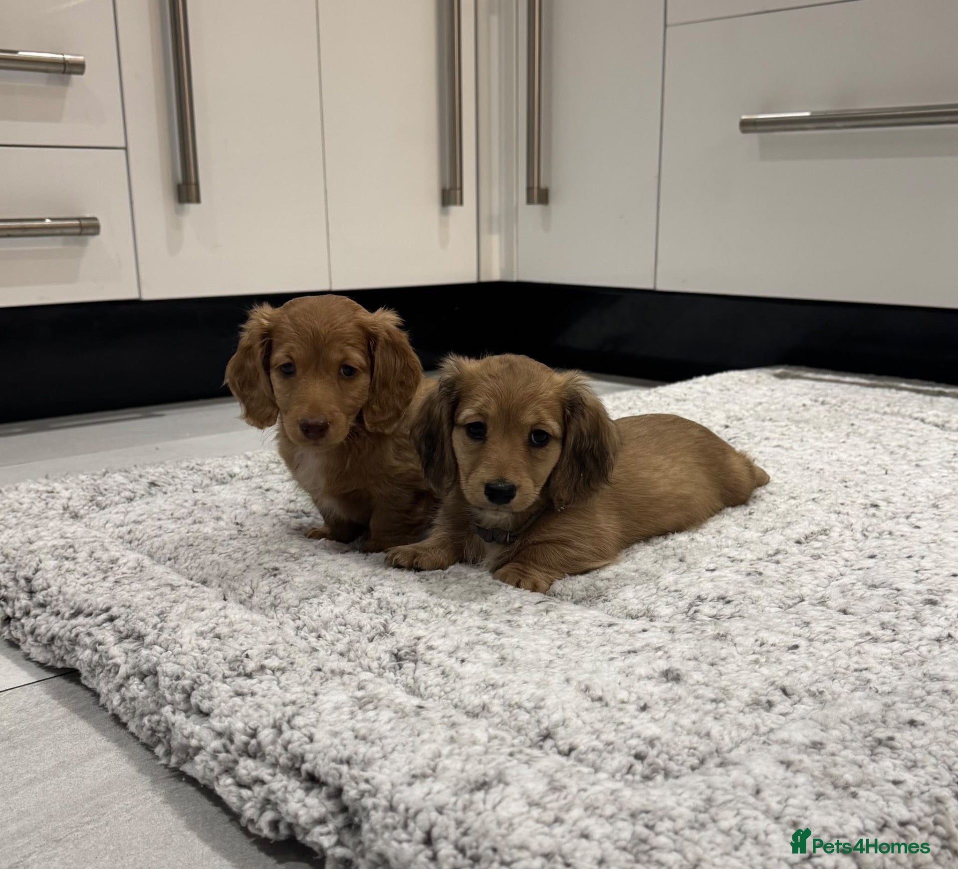Miniature Dachshund dogs STUNNING KC LONG HAIRED MINIATURE DACHSHUND PUPS💕 - Advert 5