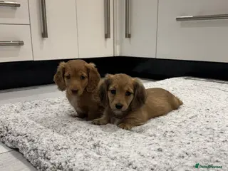 Miniature Dachshund dogs STUNNING KC LONG HAIRED MINIATURE DACHSHUND PUPS💕 - Advert 5