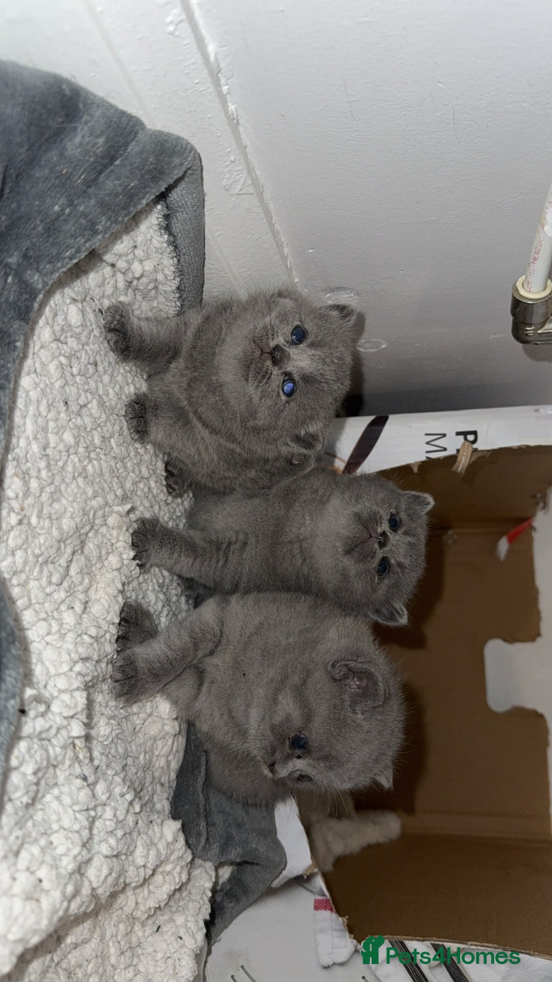 British Shorthair cats for sale: British short hairs  - Image 13