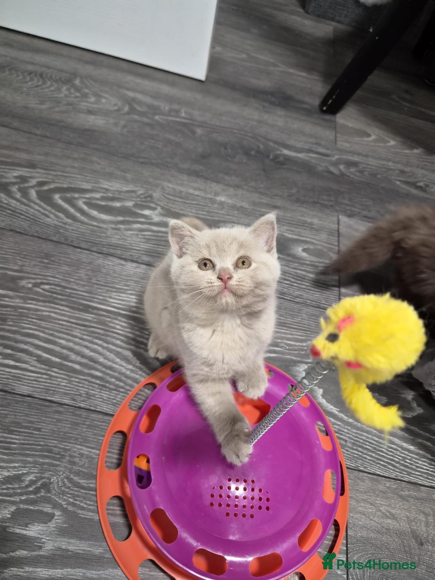 Scottish Fold cats Scottish stright lilac-lighr blue females  - Advert 4