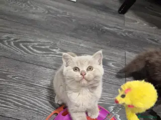 Scottish Fold cats Scottish stright lilac-lighr blue females - Advert 4