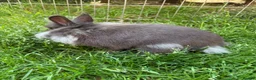 Angora rabbits for sale: Teddydwerg girl  - Advert 2