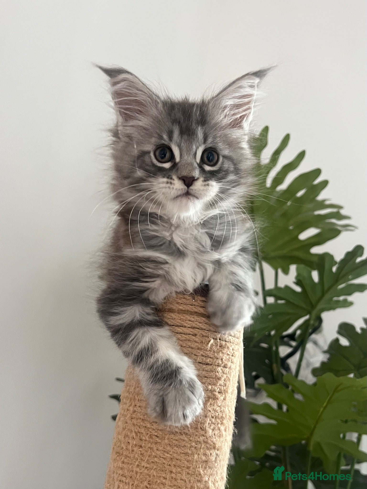Maine Coon cats Female Pure Maine Coon Kitten - Advert 2