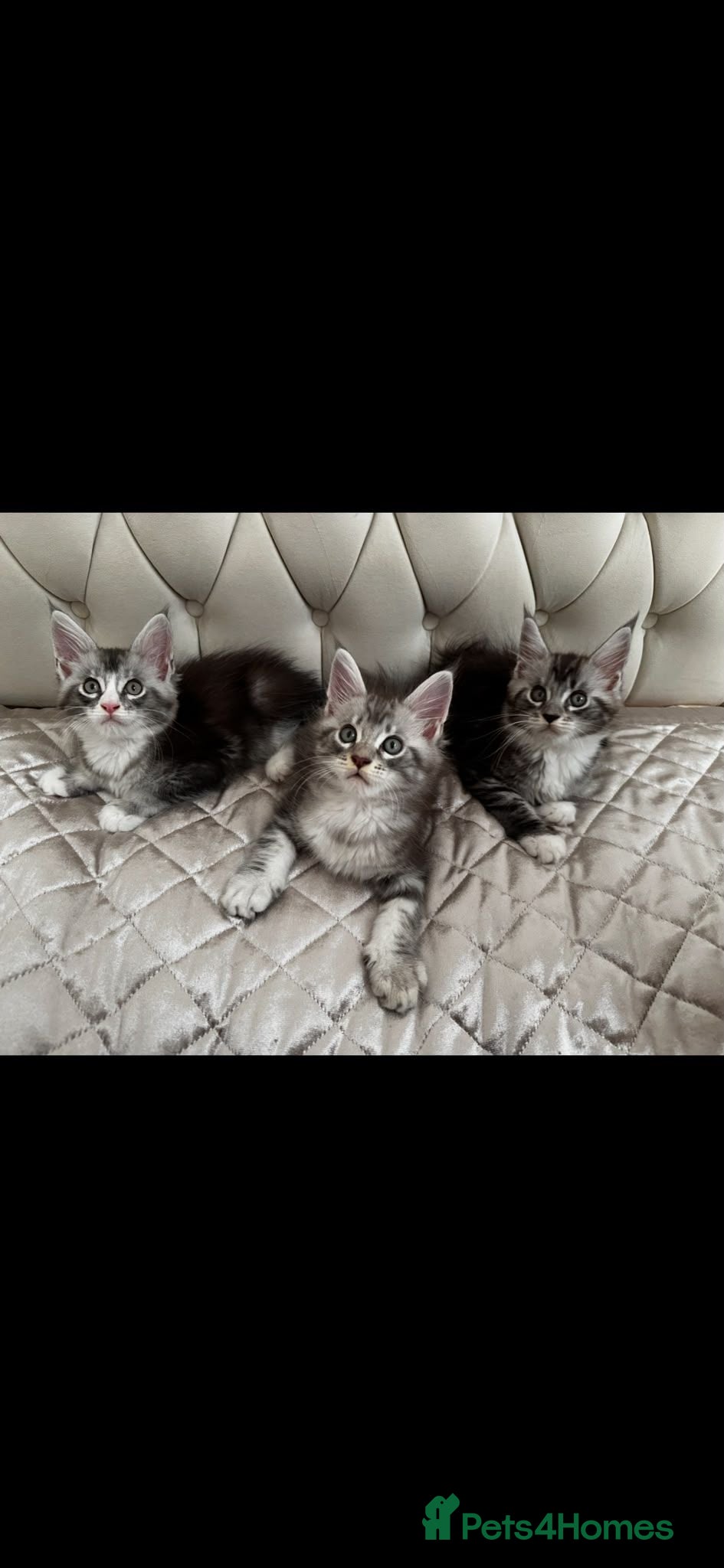 Maine Coon cats Maine Coon Kittens - Advert 2