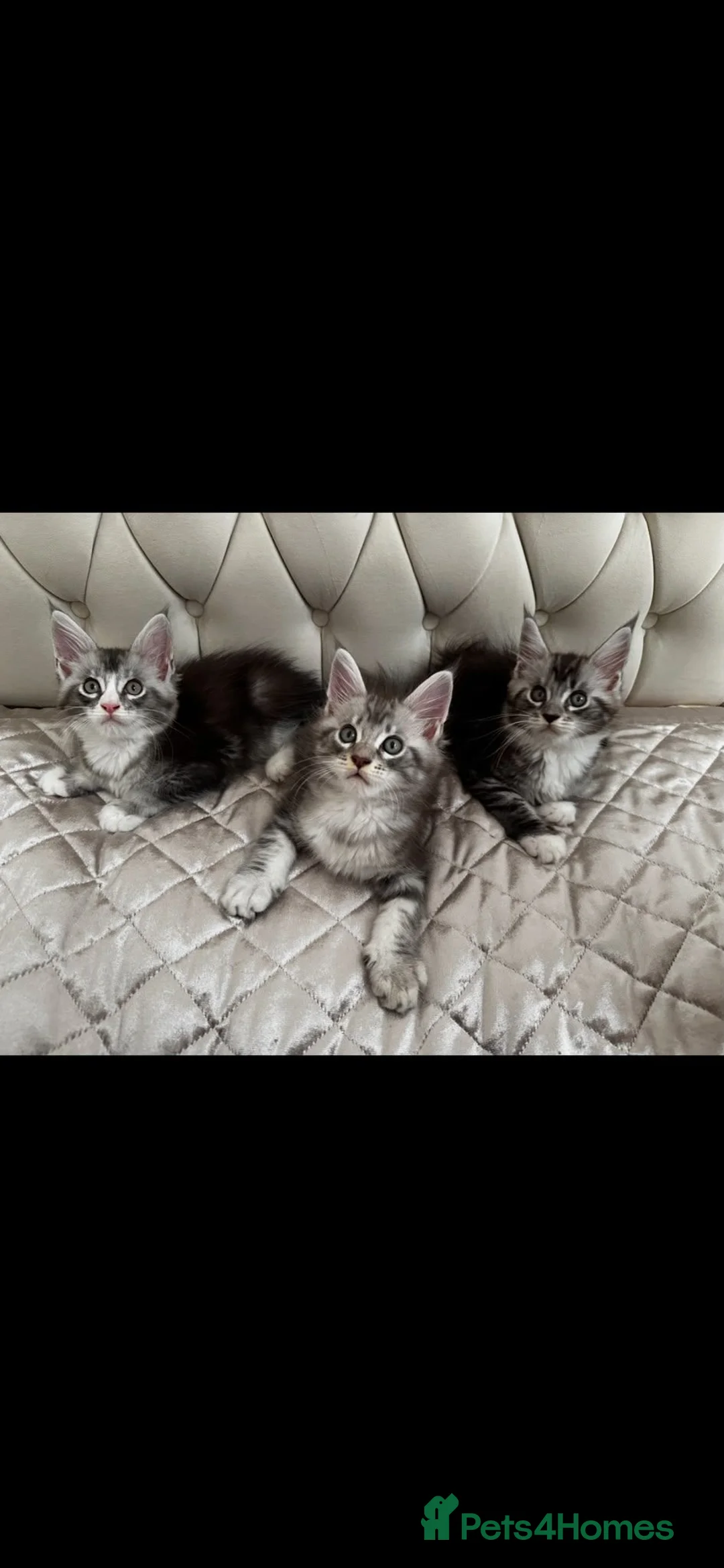 Maine Coon cats for sale: Maine Coon Kittens - Advert 1