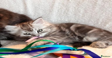 Persian cats - Advert 10