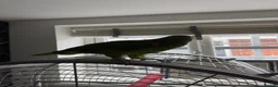 Parrots birds for sale: Double yellow crown Amazon  in Blackburn - Advert 6