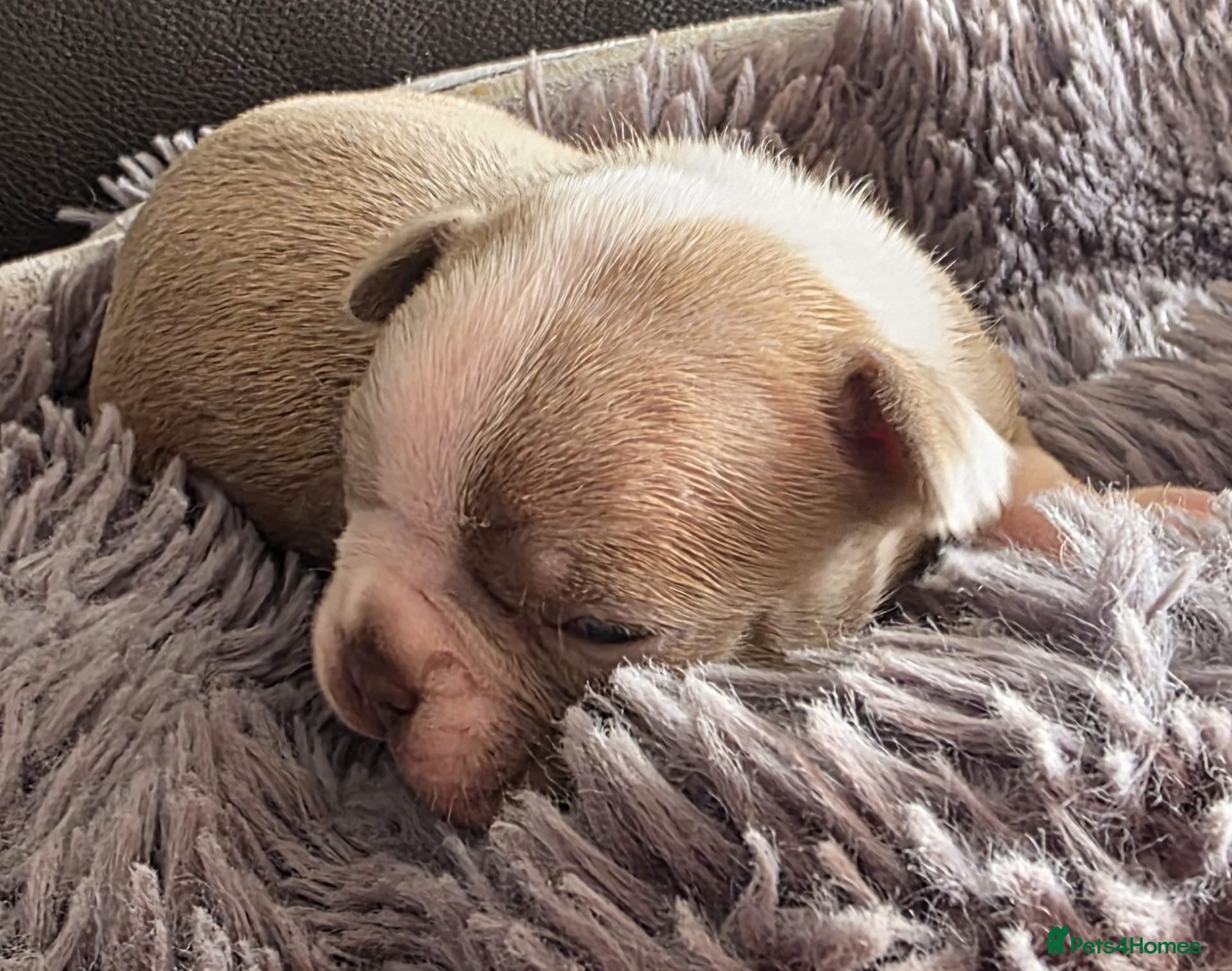 Boston Terrier dogs Stunning KC registered Boston Terrier puppies - Advert 2