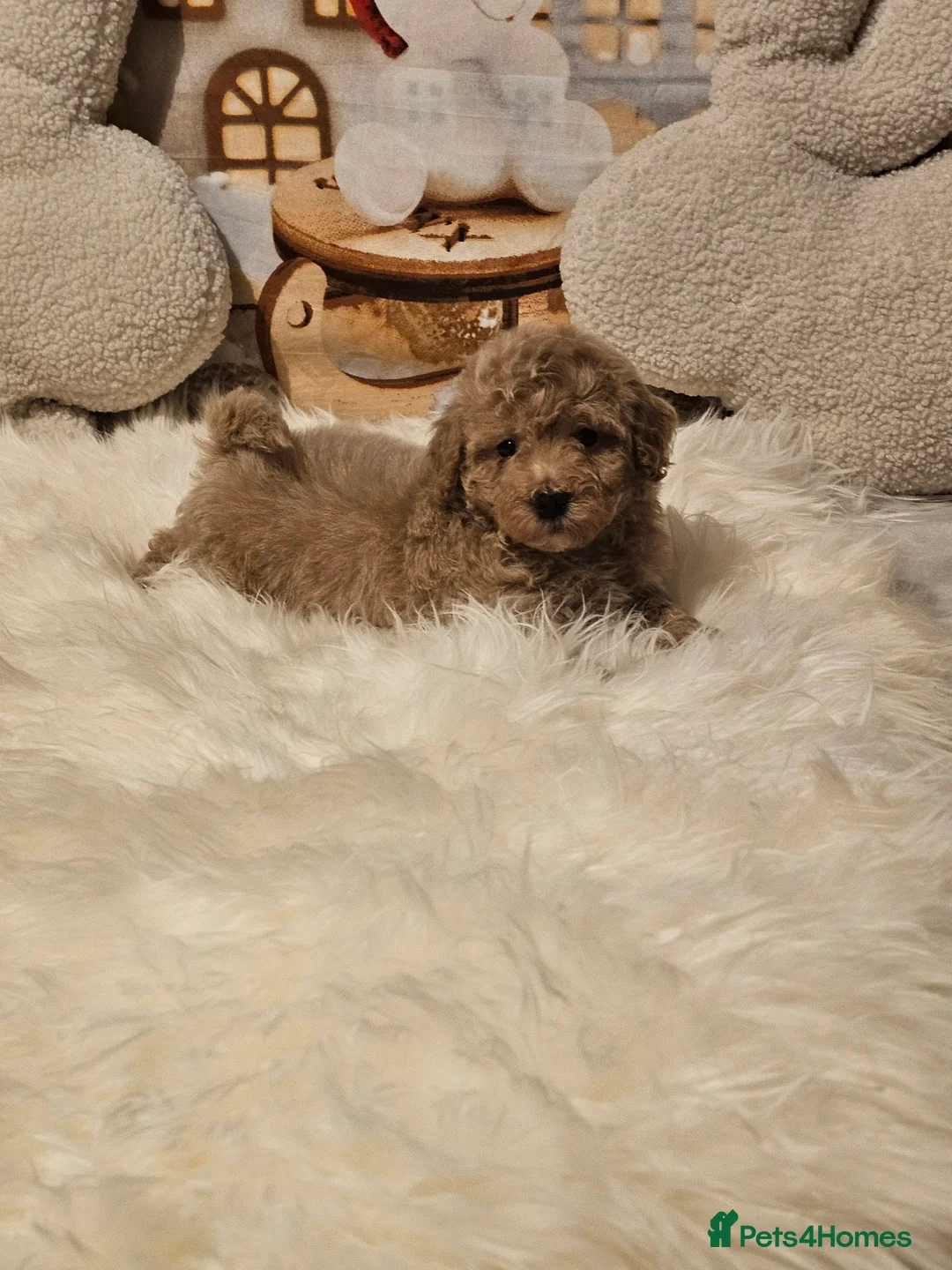 Maltipoo dogs for sale: 🐶 Beautiful Apricot Maltipoo Puppies for Sale 🐶 - Advert 9