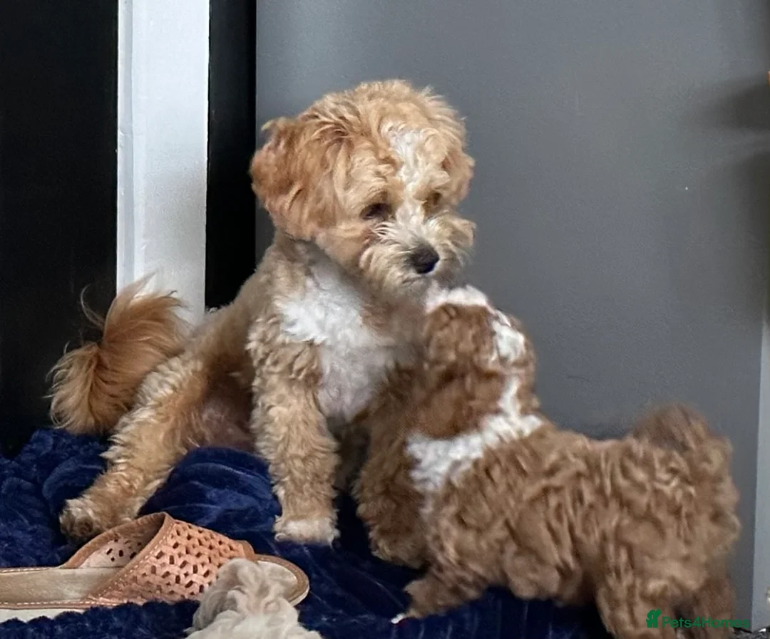 Maltipoo dogs for stud: Beautiful Maltipoo Stud 🐶 in Walsall - Advert 10