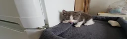 Mixed Breed cats for sale: 5 cuties looking for new forever homes - Advert 16