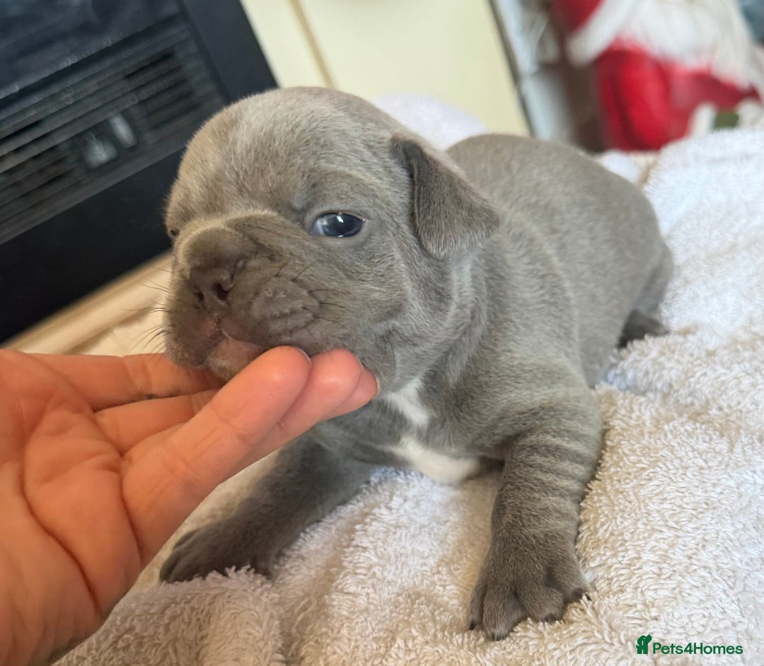French Bulldog dogs for sale: French bulldog puppies  - Advert 12