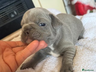 French Bulldog dogs French bulldog puppies - Advert 8