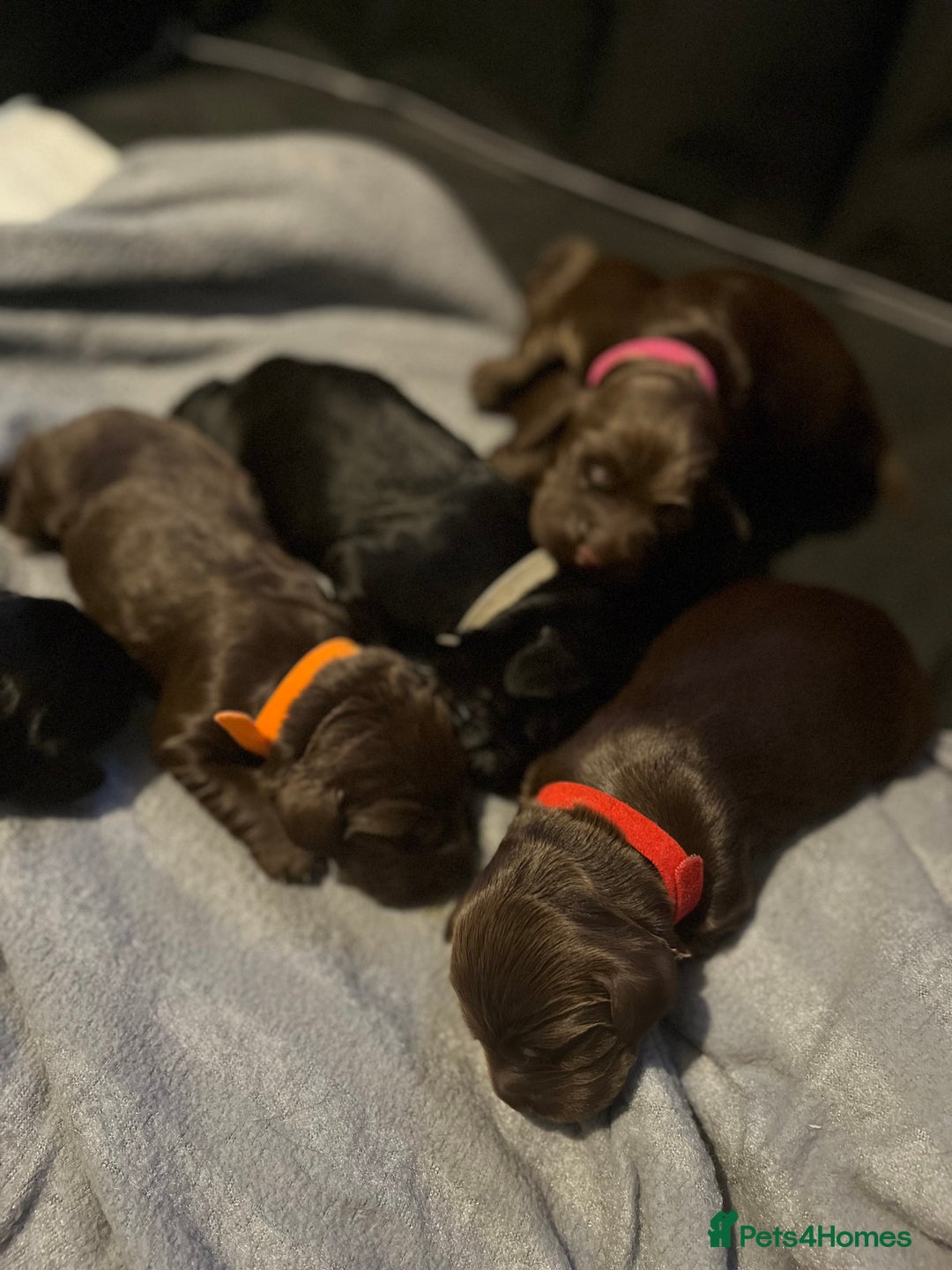 Cocker Spaniel dogs for sale: Cocker spaniels 🐶  - Advert 37