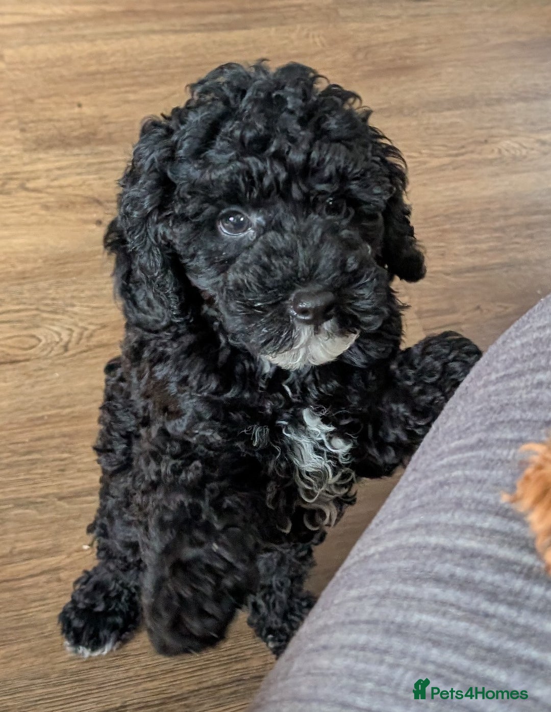 Miniature Poodle dogs for sale: KC registered health tested miniature poodle - Image 7