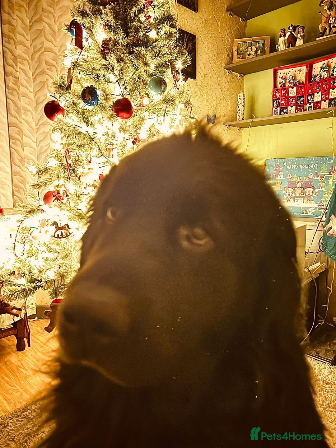 Newfoundland dogs for sale: Newfoundland male  - Advert 3