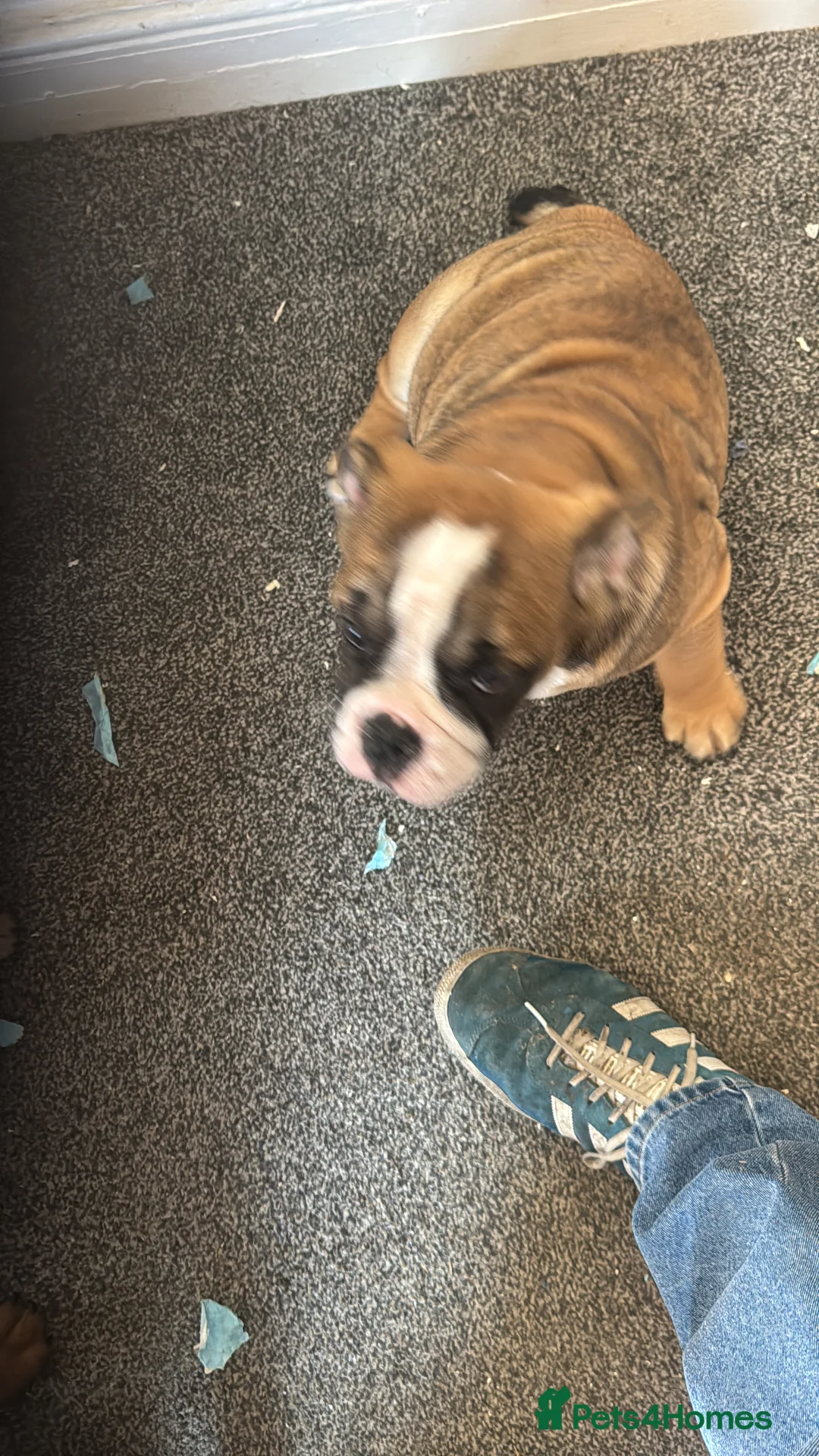 English Bulldog dogs for sale: New England Bulldogs - Advert 2