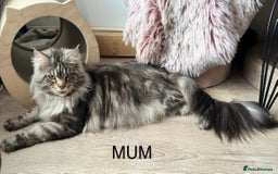 Maine Coon cats for sale: Gorgeous Black & Black Smoke kittens TICA parents - Image 13