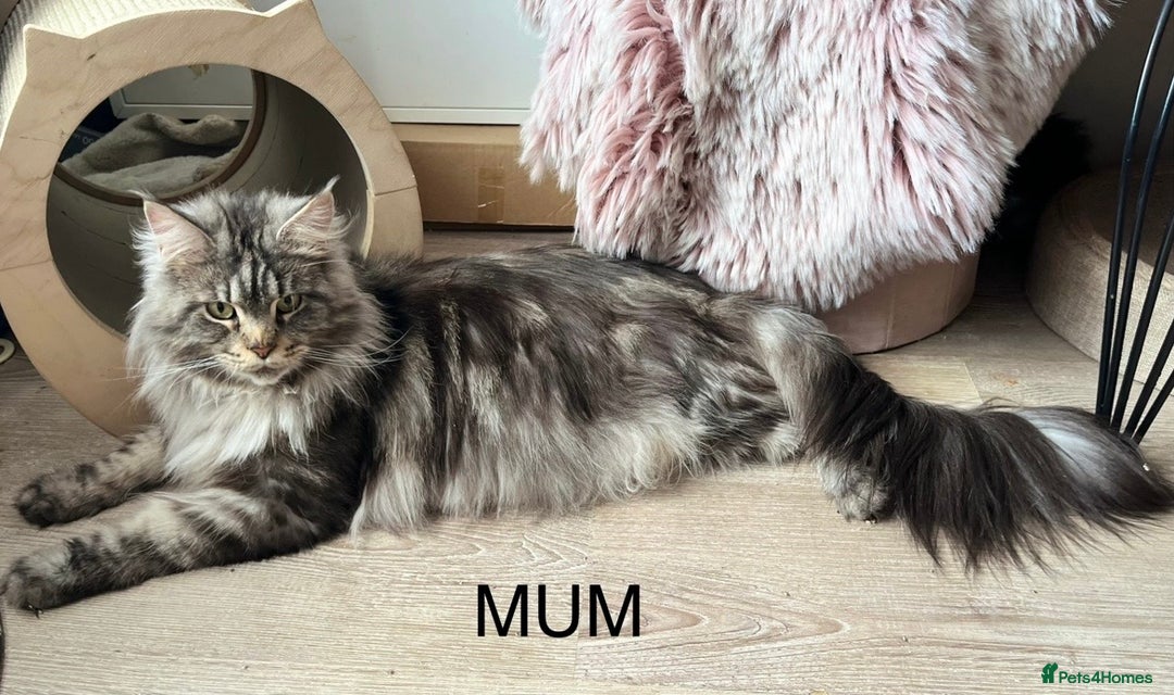 Maine Coon cats for sale: Gorgeous Black & Black Smoke kittens TICA parents - Image 13