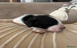 Sprocker dogs for sale: Beautiful Chunky Sprocker Pups - Image 7