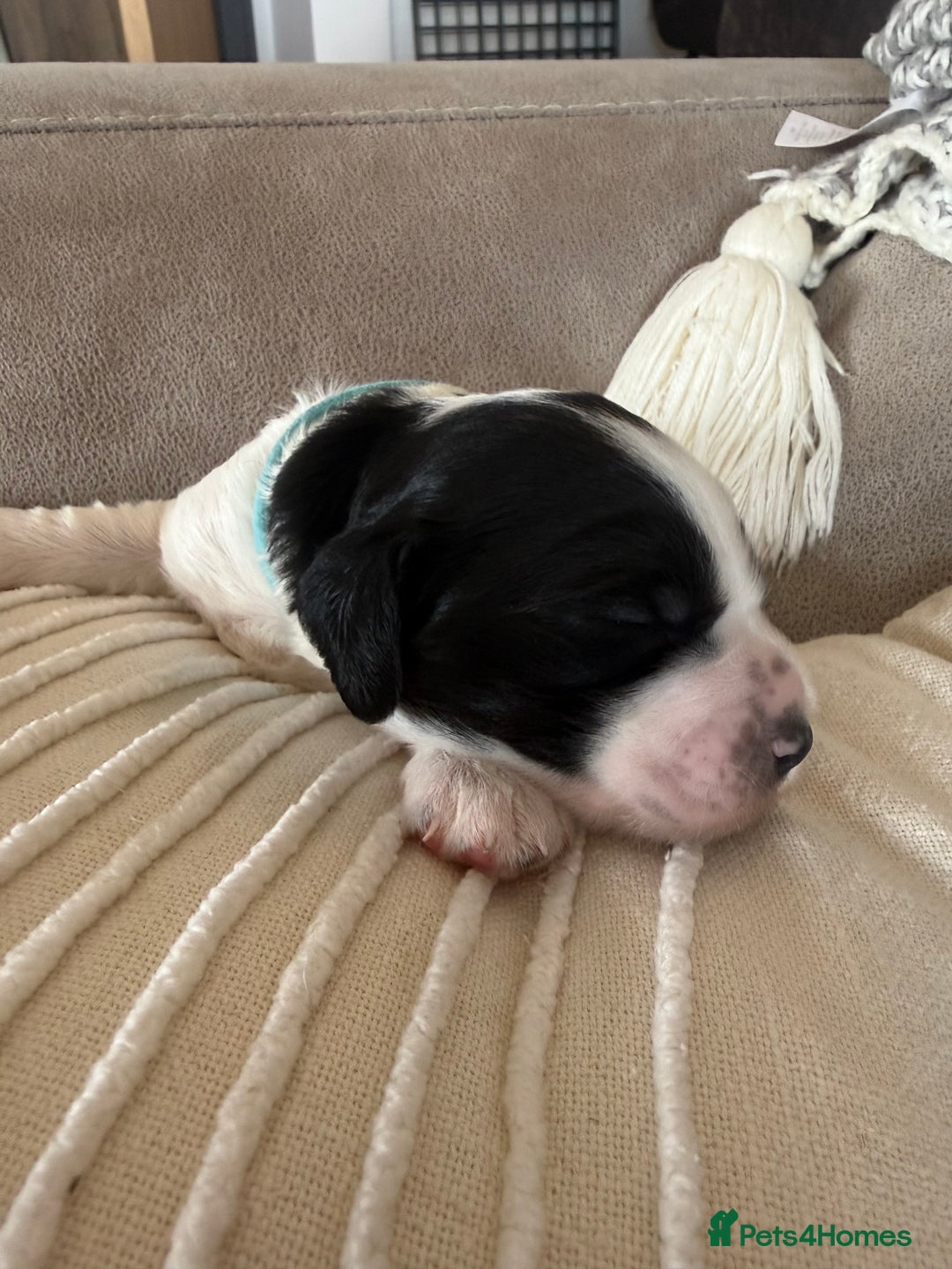 Sprocker dogs for sale: Beautiful Chunky Sprocker Pups - Image 7