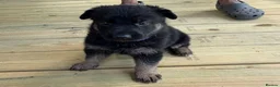German Shepherd dogs for sale: Blood champions german shepherd puppies  in Hull - Advert 2