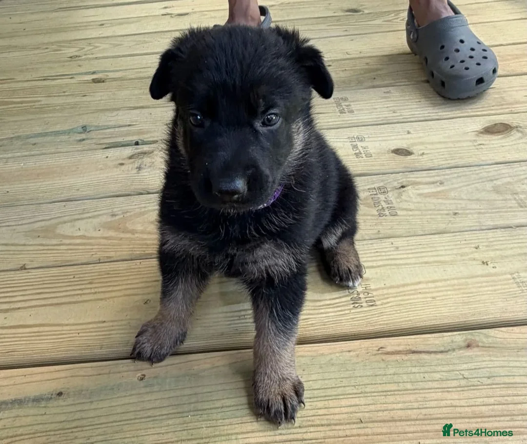 German Shepherd dogs for sale: Blood champions german shepherd puppies  in Hull - Advert 2