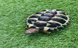 Hermann Tortoise reptiles for sale: Herman’s Tortoise  - Image 2