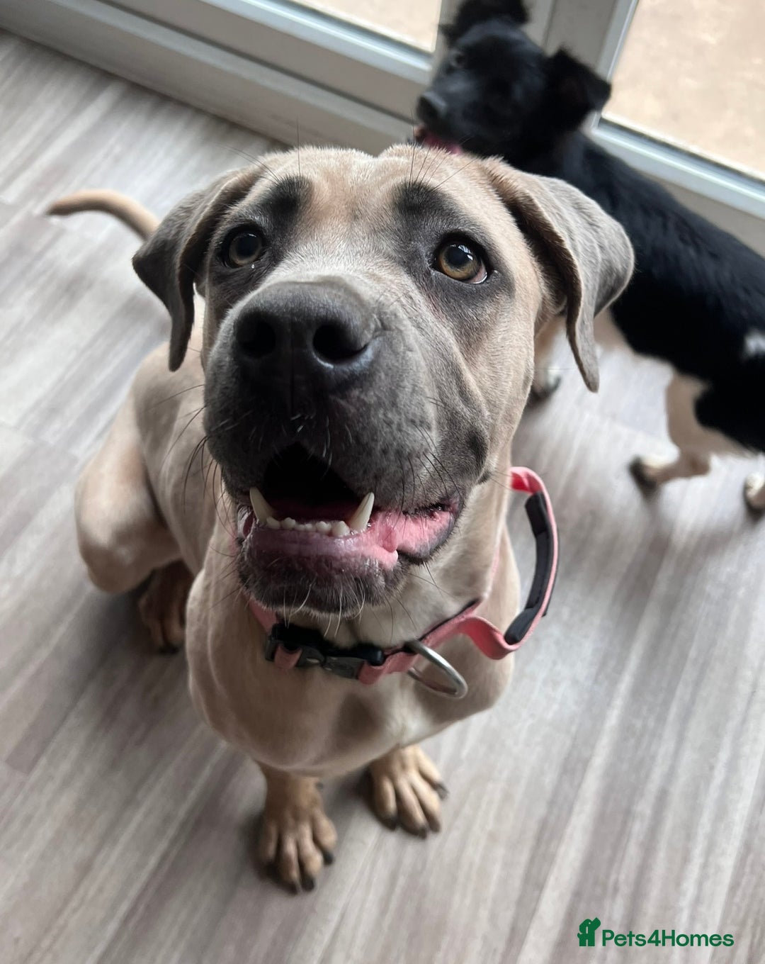 Cane Corso dogs for sale: Cane corso female - Advert 1