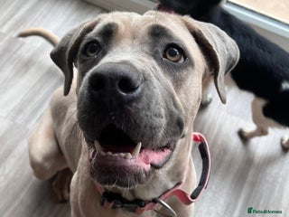 Cane Corso dogs Cane corso female - Advert 1