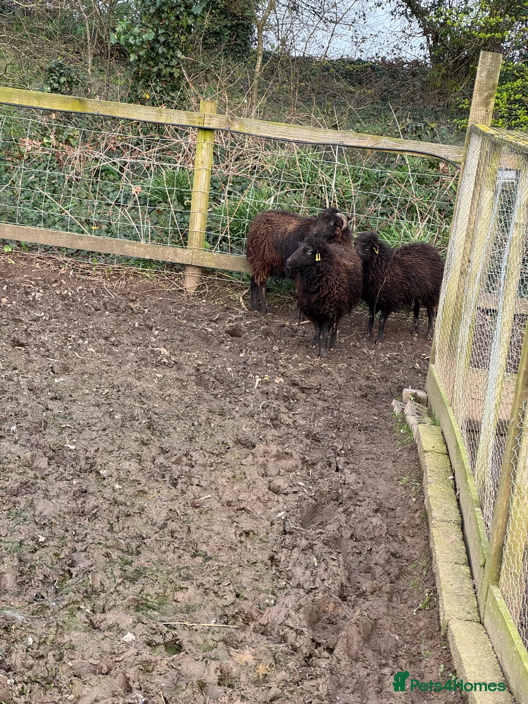 Sheep livestock for sale: Miniature sheep for sale ouessant - Advert 1